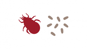 Drei Tipps, um (Rot-) Milben jetzt – zu Saisonbeginn – zu vermeiden!