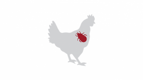 Fünf Symptome, an denen man Rotmilbenbefall bei Hühnern erkennen kann