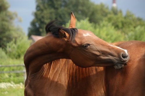 3 reasons why you should treat mite problems on horses through the feed