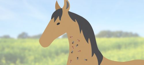 Is je paard snel geïrriteerd van dazen en vliegen? Lees dan de volgende 5 tips om je paard te beschermen tegen vliegen en dazen!