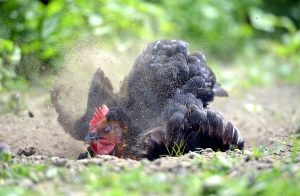 prevent red poultry mite