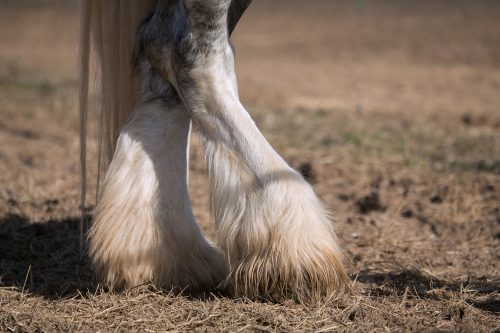 Be aware: mite and lice season for horses is about to start. Prevent problems and start treatment on time!
