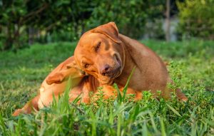 treating flea naturally in dogs