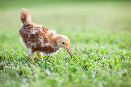 Wie stellt man fest, ob Hühner Würmer haben, und wie kann man Wurmbefall verhindern?