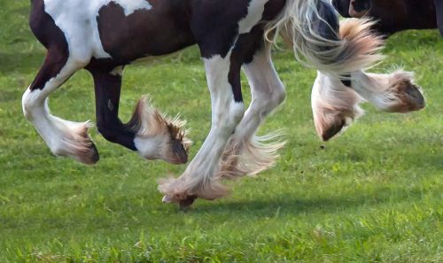 Do’s & Don’ts -> mites in horses!