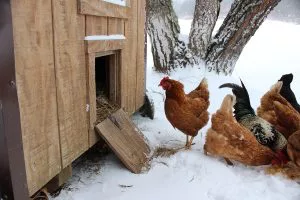 Do red mites die from below-freezing temperatures in the chicken coop in winter?
