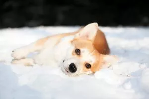 Können Hunde auch im Winter Flöhe bekommen?