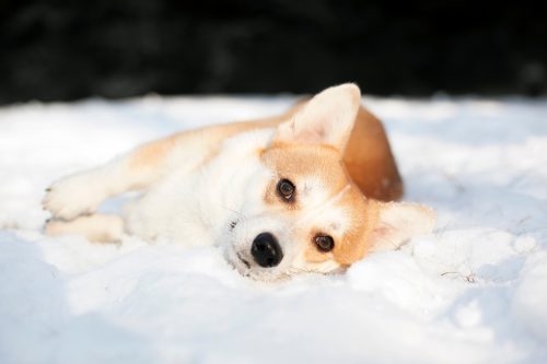 Können Hunde auch im Winter Flöhe bekommen?