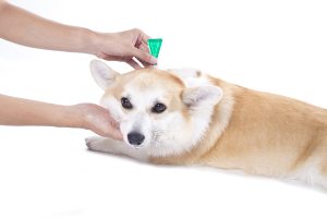 poison ticks and fleas via your dog