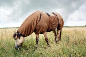zomereczeem paarden behandelen