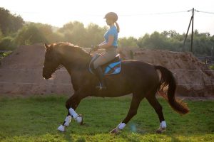 Finecto+ Horse Erfahrung 2