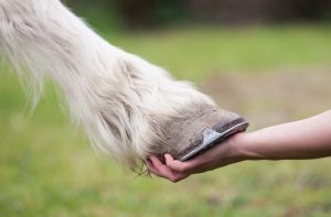 mite infection in horses