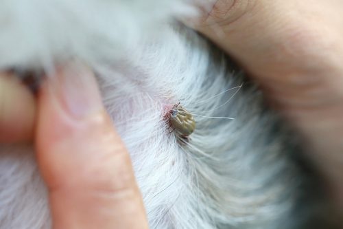 Ticks in dogs