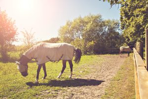 10 stappen om zomereczeem bij paarden te verminderen