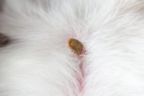 Protecting your dog against ticks