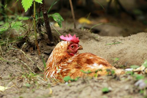 Effectively treating red mites in chickens