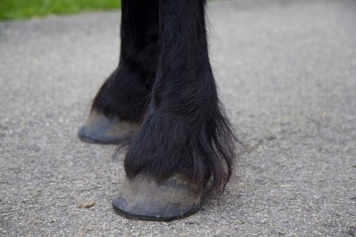 Seven steps for the effective treatment of mites in horses