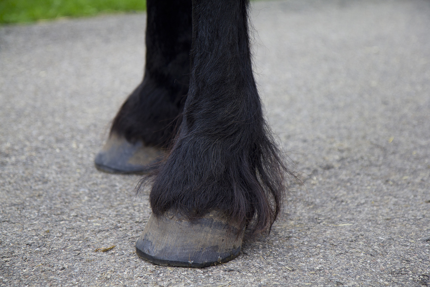 treating mites in horses effectively