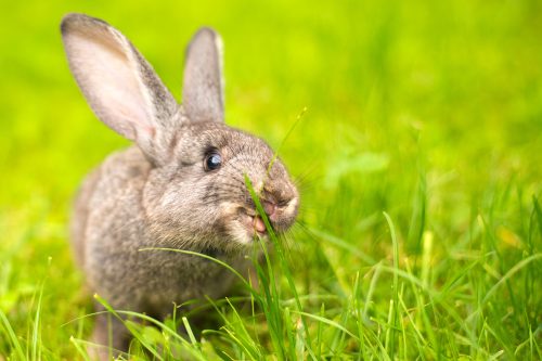 Coccidiose bij konijnen; parasieten in de darmen die diarree veroorzaken