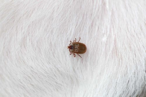 How does Finecto+ Dog work against ticks?