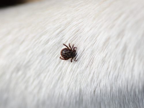 Why ticks are on the rise – and what to do about it