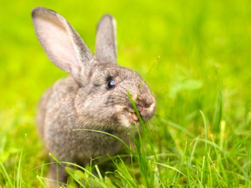 Kokzidiose der Kaninchen: Parasiten in den Gendärmen, die Durchfall hervorrufen