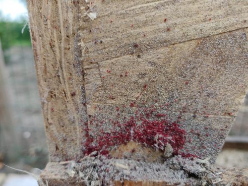 8 common red mite treatment mistakes