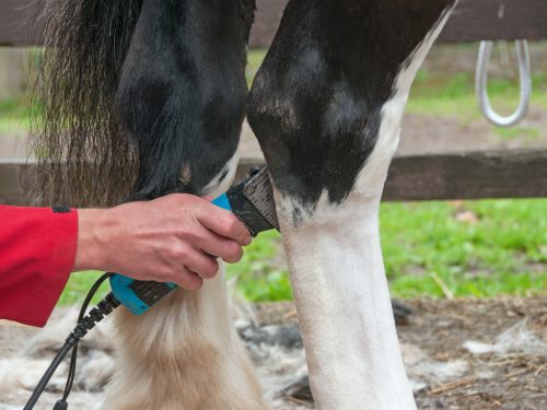 Een detox in het najaar: zeer belangrijk voor paarden die gevoelig zijn voor mijten
