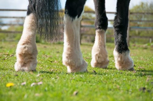 CPL (Chronisch progressives Lymphödem) bei Pferden: Symptome und Behandlung