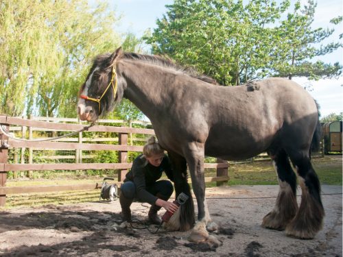 Milben bei Pferden: Den Fesselbehang abrasieren oder nicht?