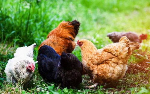 Warum man einer Kokzidiose bei Hühnern nicht vorbeugen kann