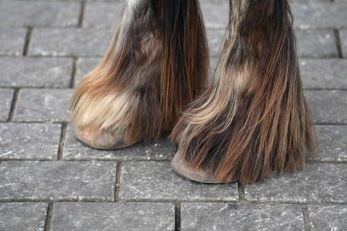 What is the difference between chemical and natural treatment against mites in horses?