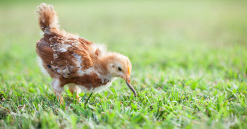 Comment savoir si ma poule a des vers et comment puis-je prévenir l’apparition des vers ?