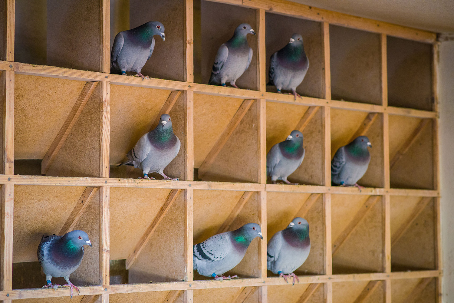 La méthode Finecto+ pour les pigeons