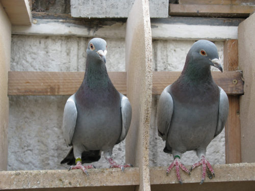 Les vers chez les pigeons