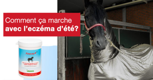Comment fonctionne Finecto+ Horse pour les chevaux qui souffrent de dermite estivale ?