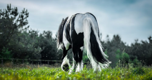Hilfe, wie kann ich mein Pferd im Winter vor Milben schützen?