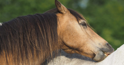 Which herbs support sweet itch in horses?