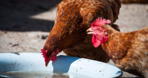 Rotmilbenbekämpfung: Über das Futter oder über das Trinkwasser von Hühnern?