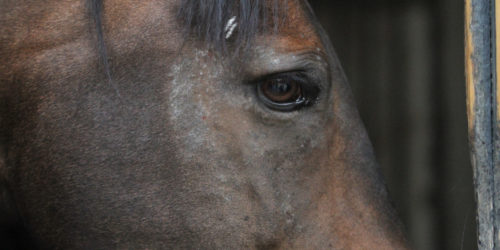 Wie lange sollte man Pferde mit Sommerekzem noch weiter behandeln?