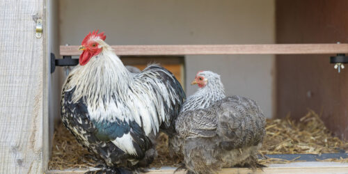 Können Würmer bei Hühnern auf natürliche Weise bekämpft werden?