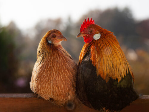Guest blog Hans Krudde: What is a chicken?