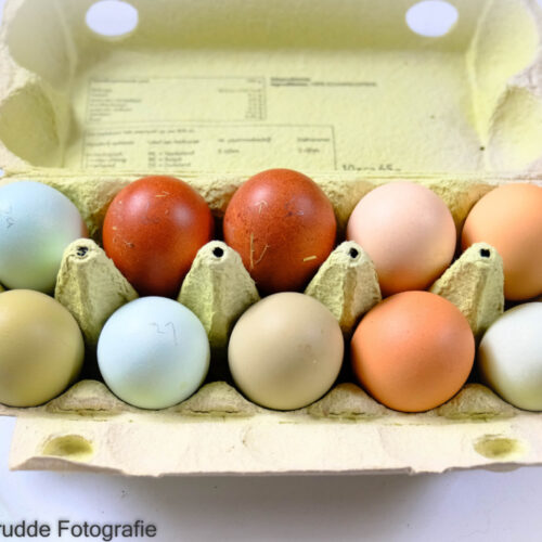 Nicht nur zu Ostern: Hühner färben ihre Eier selbst