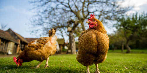 Wurmbefall bei Hühnern: Symptome, Ursache und Prävention!