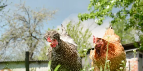 How long can red mites survive without chickens around?