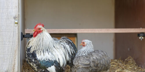 Was kannst du von Hühnermist lernen?