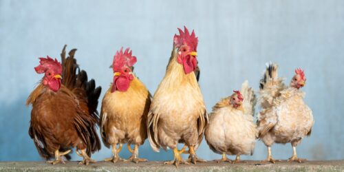 Wie erkennst man ein krankes Huhn?