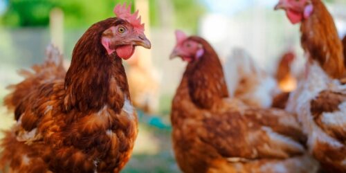 Natürliche Lösungen für Kalkbeine bei Hühnern